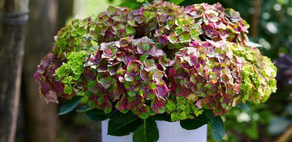 Magical® Greenfire hydrangea