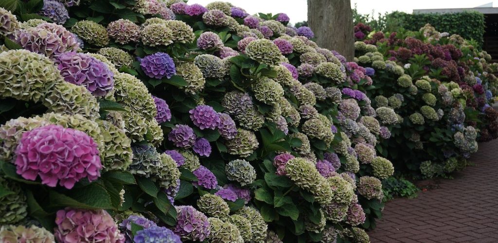Magical® Opal hydrangea