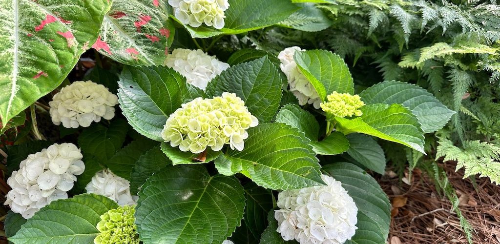 Magical® Verdigris hydrangea