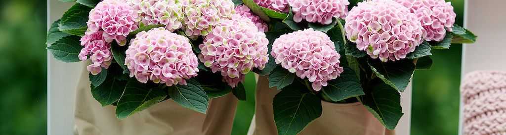 Welcome to the Revolution™