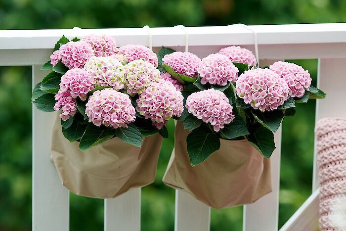 Welcome to the Revolution™