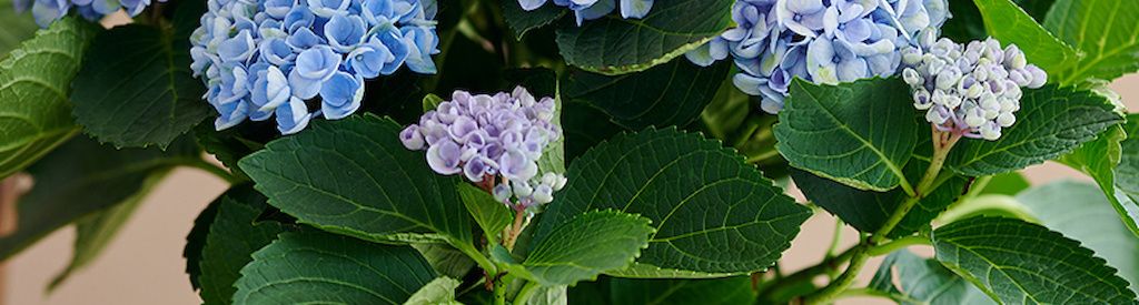 A Versatile Gift—Magical® Revolution™