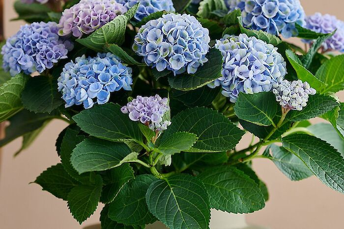 Shipping for all the holidays