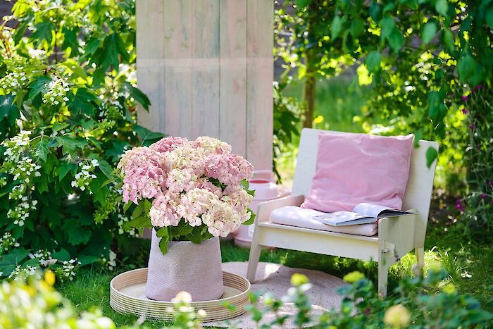 Get your Magical Hydrangea ready for summer