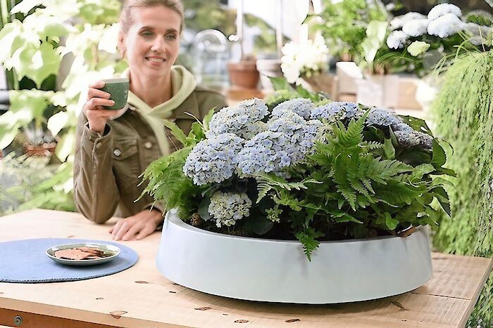 DIY: Create a stylish plant composition with Magical Hydrangea