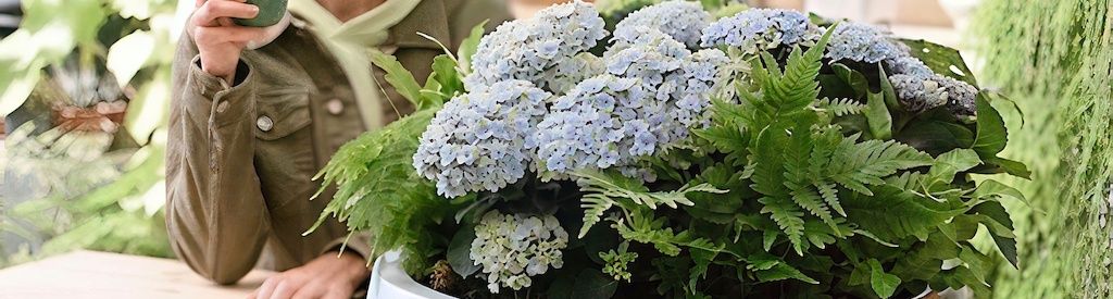 DIY: Create a stylish plant composition with Magical Hydrangea