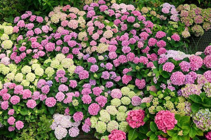 The Magical Hydrangea changes colour and continues to surprise you all summer long.