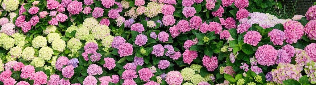 The Magical Hydrangea changes colour and continues to surprise you all summer long.