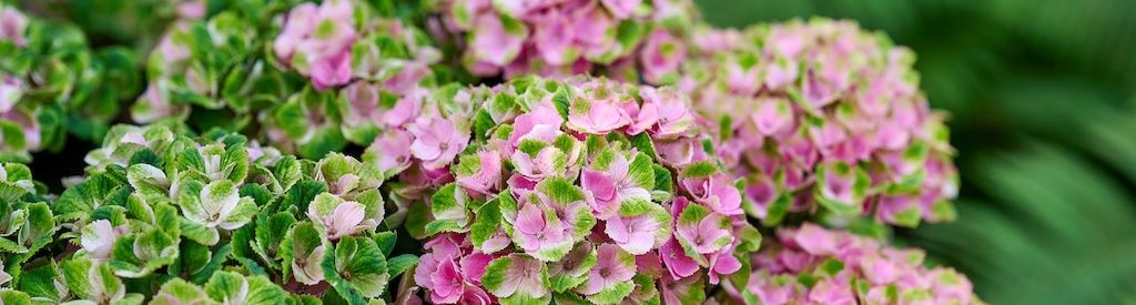 Late summer, new colors: here’s what’s happening with your Magical Hydrangea right now