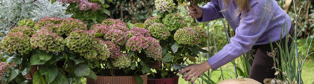 Enjoy color and atmosphere with Magical Hydrangea this autumn