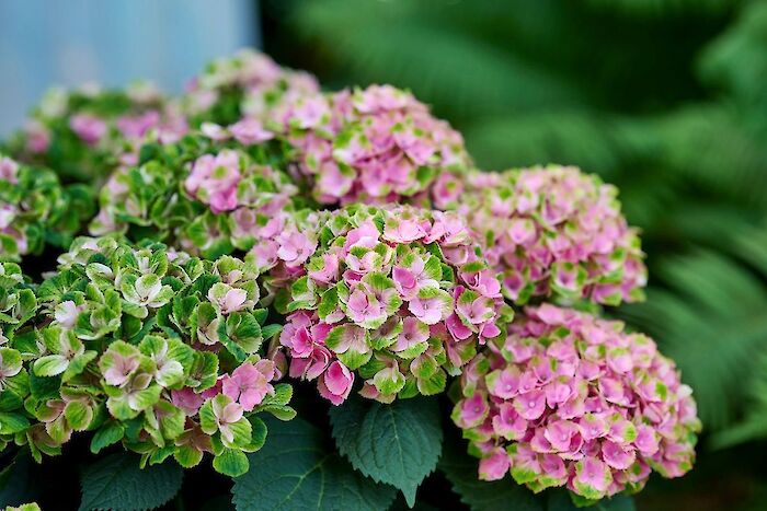 Late summer, new colors: here’s what’s happening with your Magical Hydrangea right now