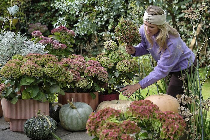 Enjoy color and atmosphere with Magical Hydrangea this autumn