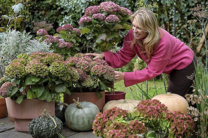 Why does a hydrangea change color? All about the color transformation of Magical® Hydrangeas