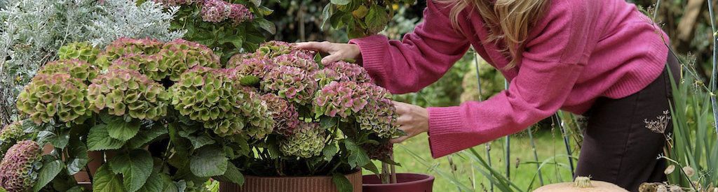 Why does a hydrangea change color? All about the color transformation of Magical® Hydrangeas