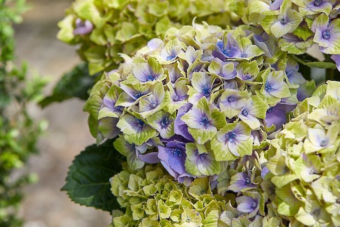 Why does a hydrangea change color? All about the color transformation of Magical® Hydrangeas